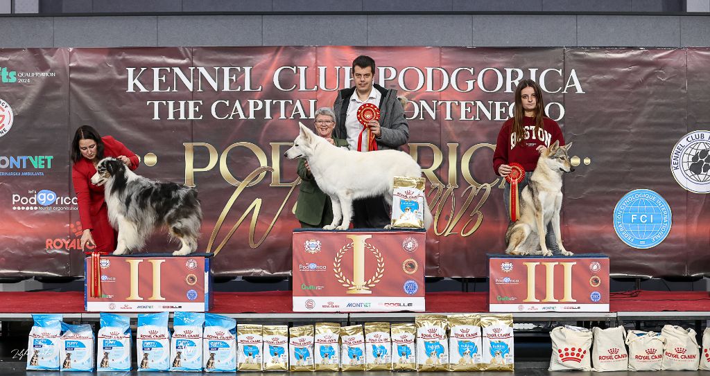 Des Blancs De Souilly - Dog Show Podgorica Monténégro 2023