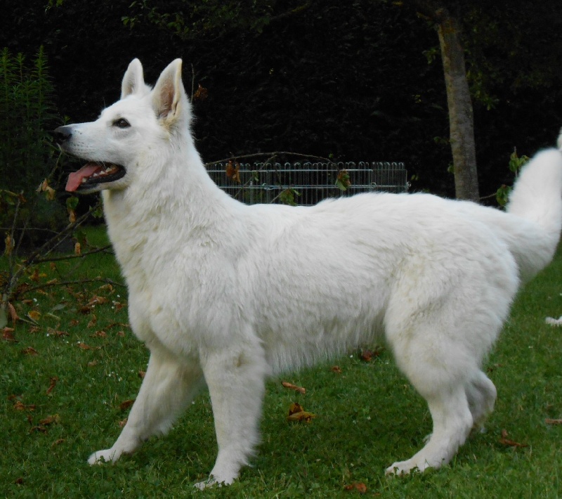 Girl friend Des Blancs De Souilly