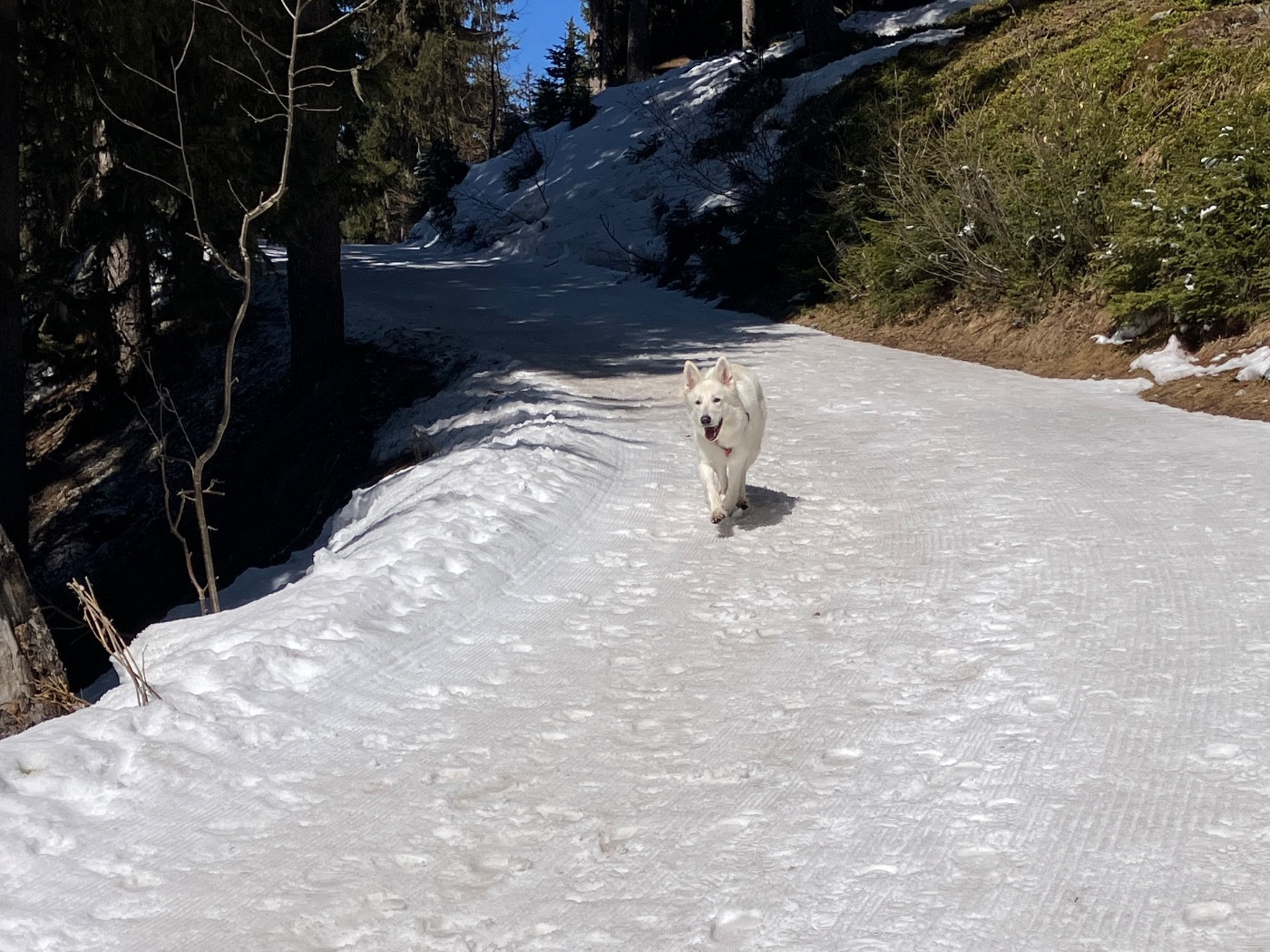 Des Blancs De Souilly - Portée 2026