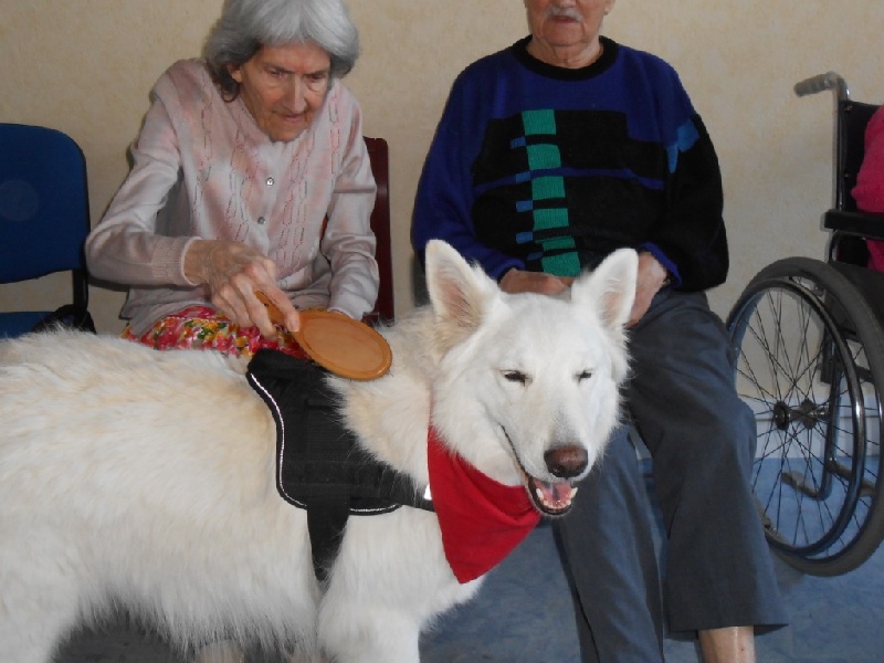 Luna chien médiateur en zoothérapie auprès des personnes âgées