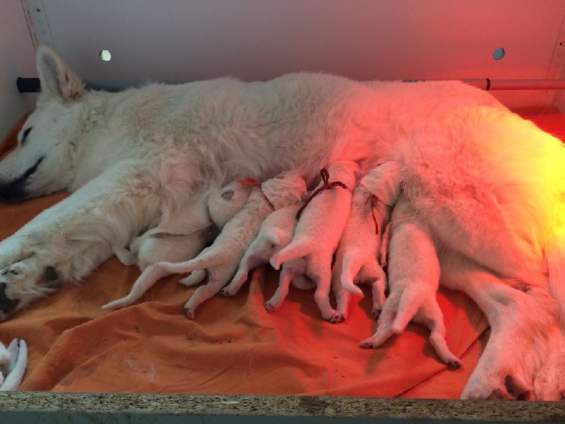 Des Blancs De Souilly - Berger Blanc Suisse - Portée née le 14/04/2016