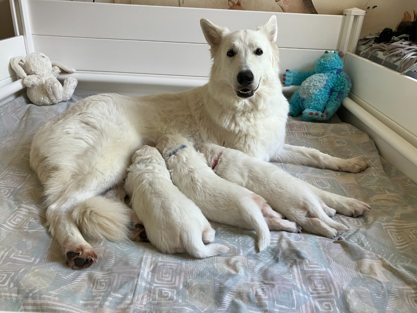 Des Blancs De Souilly - Berger Blanc Suisse - Portée née le 29/05/2026