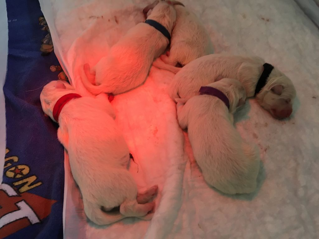 Des Blancs De Souilly - Berger Blanc Suisse - Portée née le 20/03/2019