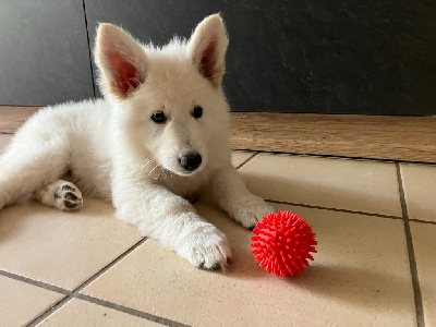 AZIA