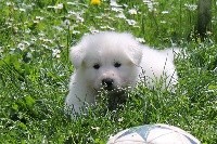 CHIOT