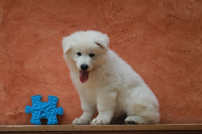 CHIOT