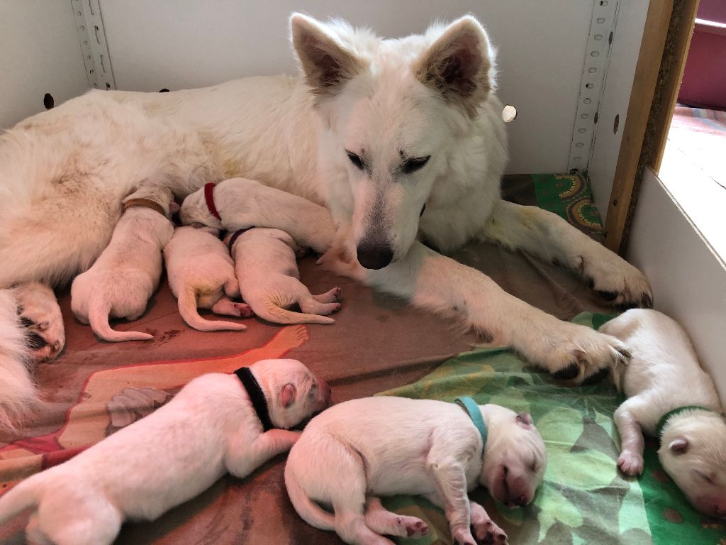 Des Blancs De Souilly - Berger Blanc Suisse - Portée née le 03/07/2021