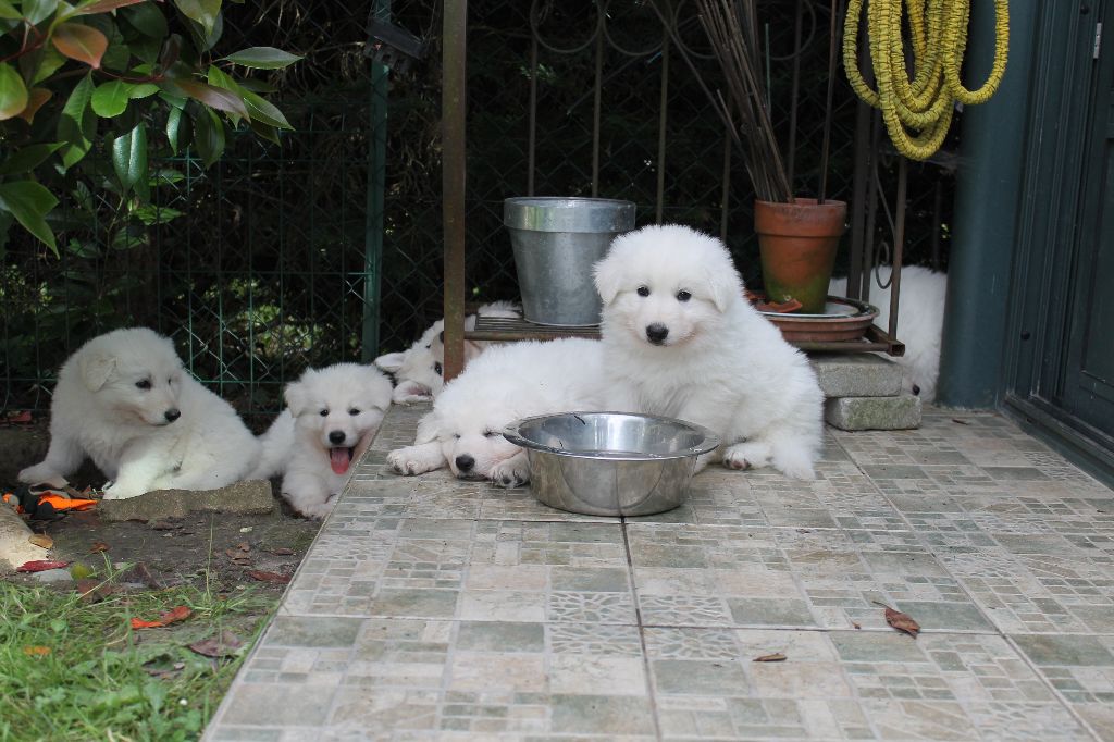 Des Blancs De Souilly - Berger Blanc Suisse - Portée née le 06/04/2017